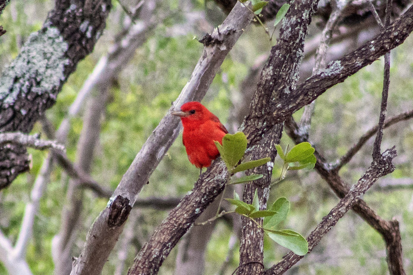 A bright red summer tanager perched among bare branches and new green leaves