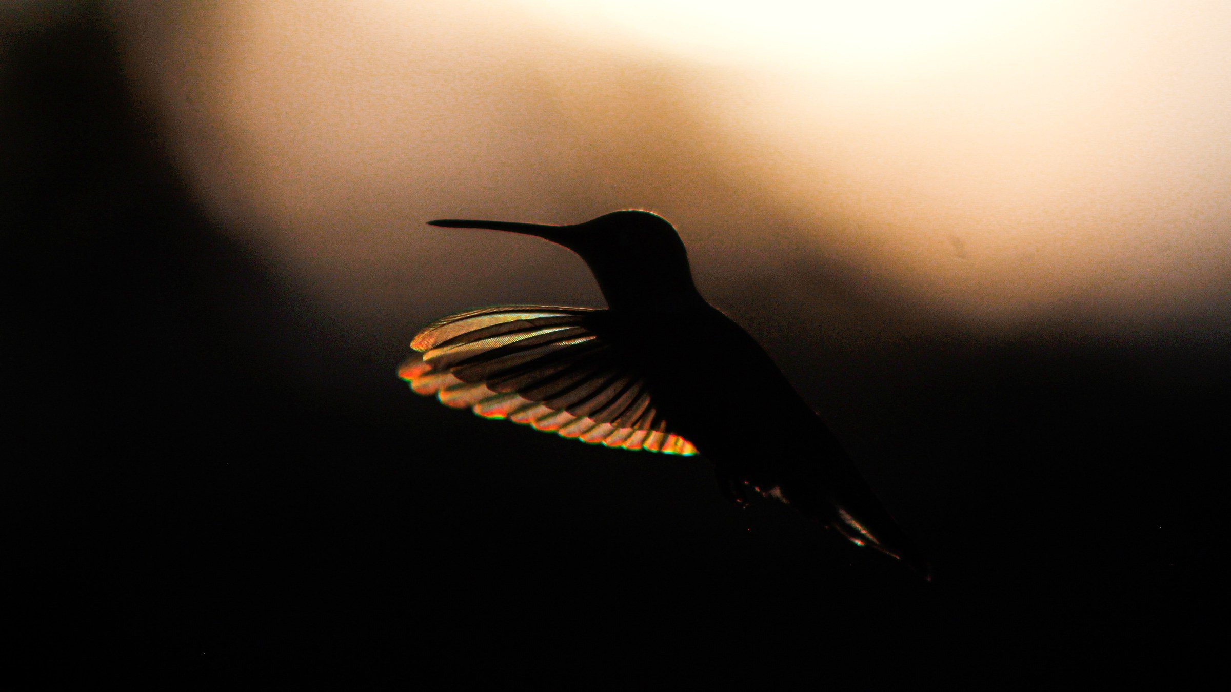 A hummingbird in silhouette against a golden glow, with light shining through its wing
