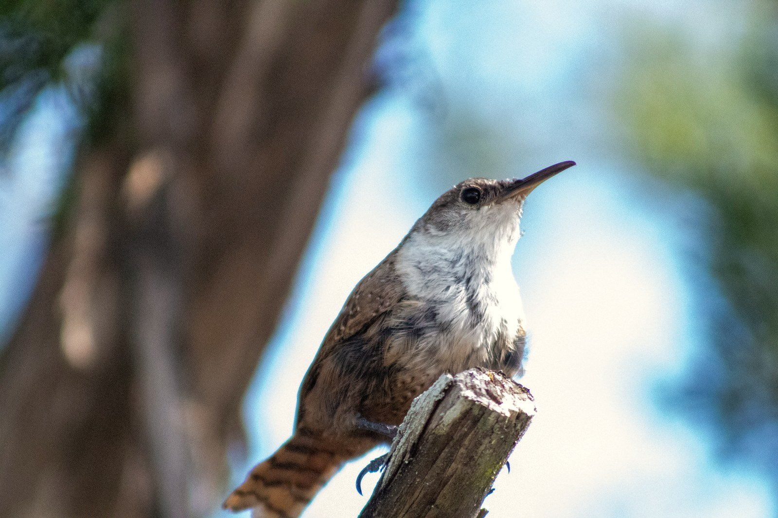 A wren perched on a weathered post, looking up