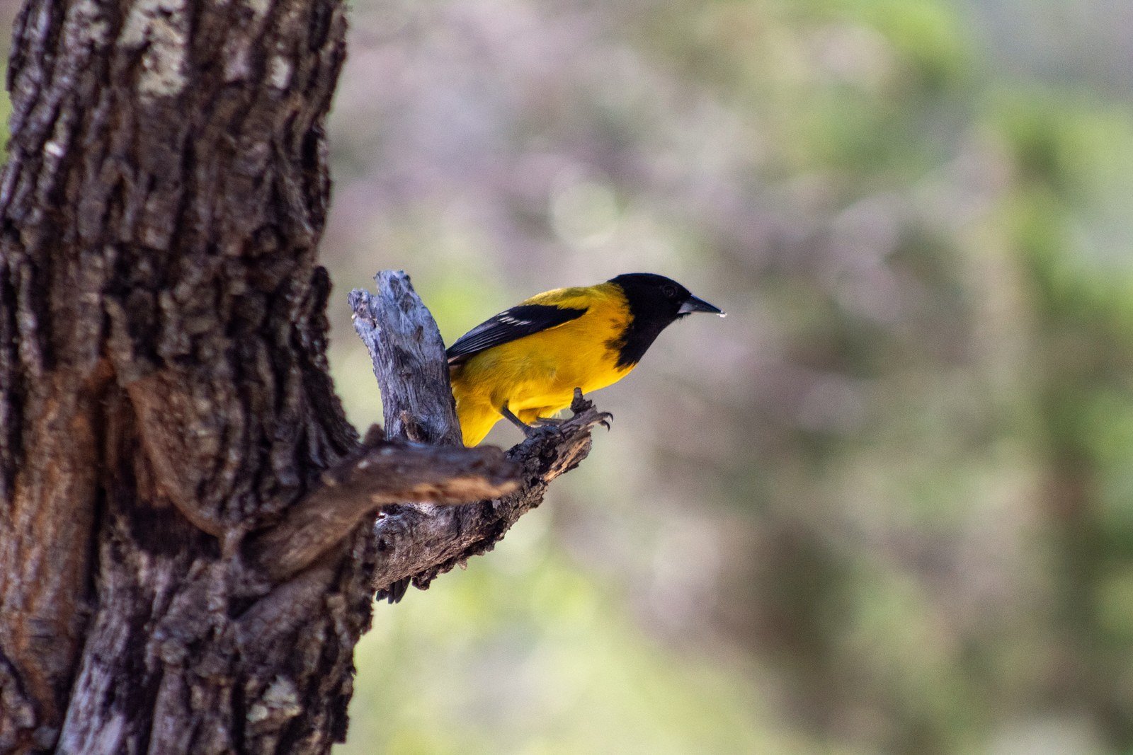 A yellow-and-black songbird perched on a broken branch beside a tree trunk