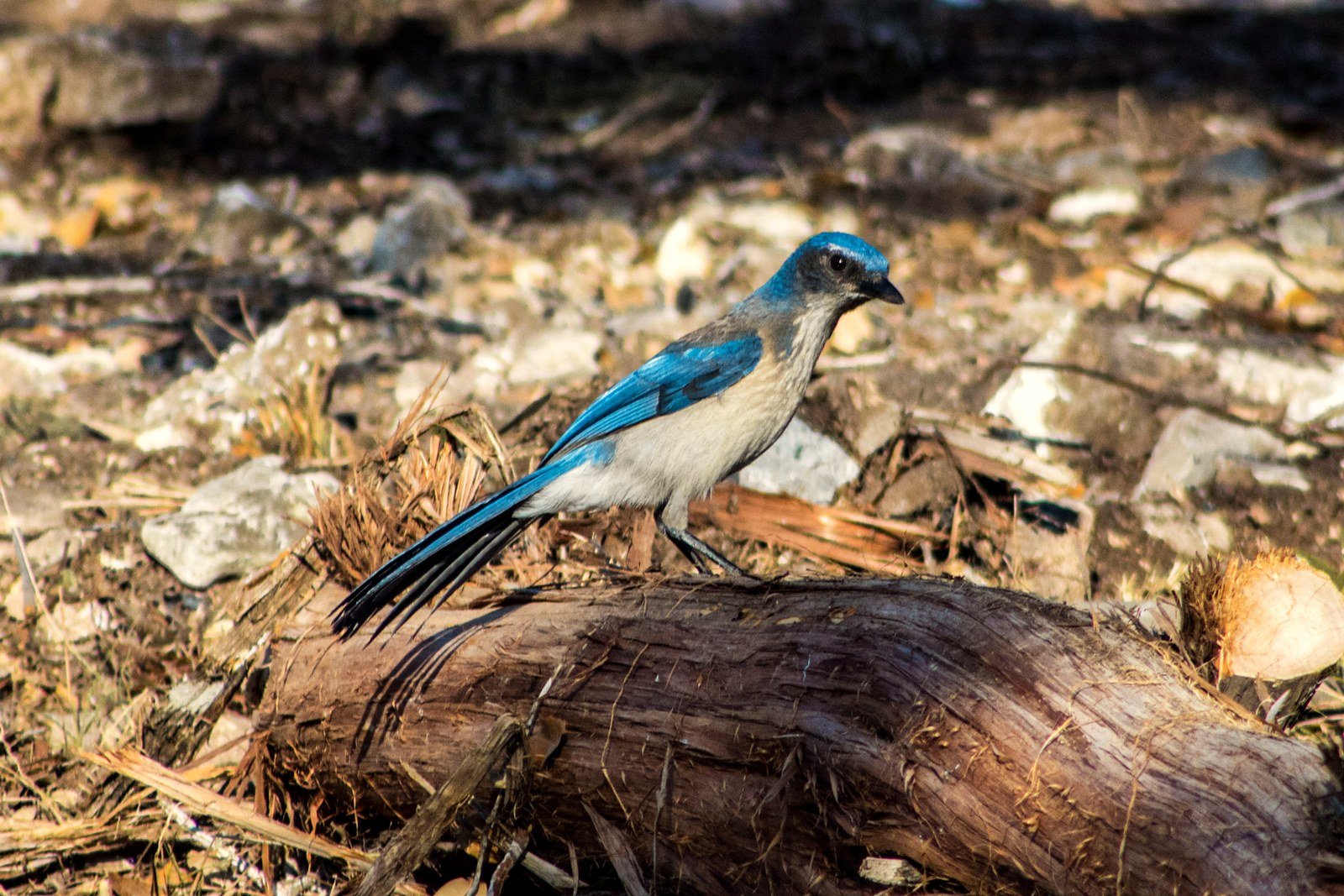 A scrub-jay with bright blue wings standing on a fallen log among rocks and leaf litter
